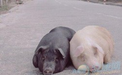 梦见家里养着个小猪：解梦知识与分析