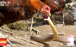蛇为什么怕鸡？