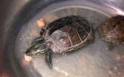 小乌龟干养还是水养好？