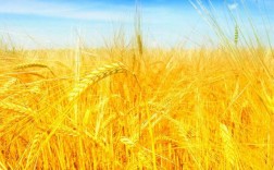 金色的麦子代表什么？