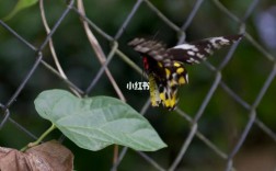 我的家里飞进一只大鸟翼蝶，我该怎么办？