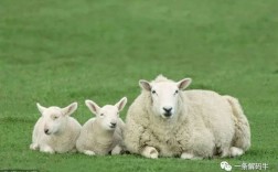 养一只羊什么寓意？