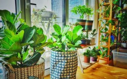 房间里可以养植物吗？