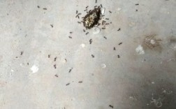 家中的蚂蚁搬走了好不好？