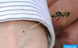蜜蜂飞到人身上的前兆？