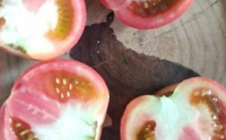 西红柿烂皮什么原因？