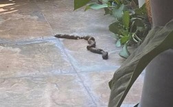 我家院子发现了一条蛇🐍是好是不好？
