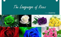 玫瑰除了rose还有英文吗？（玫瑰的含义英文）