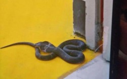 早上一起床就看到房间墙角有条蛇，号害怕，是什么意思？