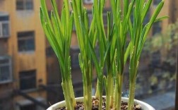 大蒜种植在房中花盆中对风水有何利害？