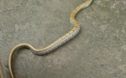 我家院里有条黄色的蛇，是好是坏？