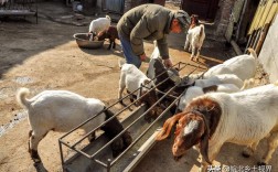 在农村自己院里可以允许养几只羊？