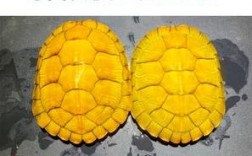 黄金招财龟是陆龟还是水龟？