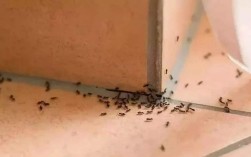 家里有很多蚂蚁怎么办？