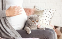 怀孕家里来猫预示什么？