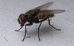 为什么苍蝇一直缠着自己？