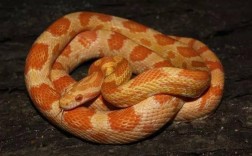 头是白色的蛇身上有橙色环是什么蛇？