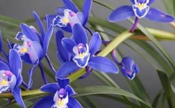 剑兰蓝宝石兰花可以在屋里养吗？