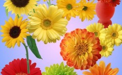 菊花，梅花，向日葵分别表示那几种寓意？（花代表的含义以及图片）