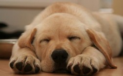 为什么幼犬做梦时直叫？