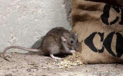 家里突然有老鼠是什么原因？