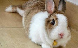 家里养兔子有什么危害？