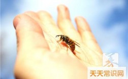 胡蜂蛰脚的寓意？
