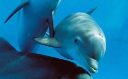 海豚原来在陆地上生活时是什么样子？