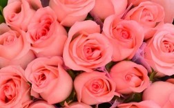 粉红玫瑰代表着什么含义？（粉色玫瑰含义）