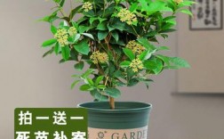 丁香桂花在室内种植吗？