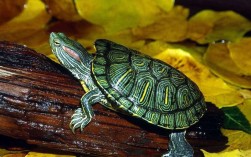 家中养巴西龟好吗？