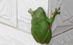 青蛙在门口表示什么？