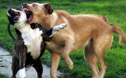 两只狗总是打架怎么办？