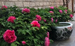 家里庭院可以种植牡丹花吗？