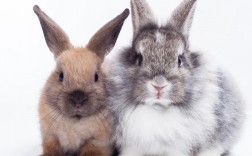 两只兔子代表什么？