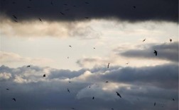 天空出现大量乌鸦怎么回事？
