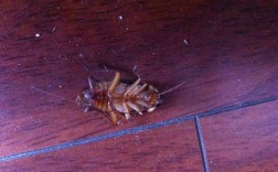 家里出现大虫子是什么原因？