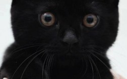 全黑的猫为什么不能养？