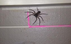 今晚在家里发现六只脚的蜘蛛（好像是，爬太快来不及看清）比手掌小一点，腿有长有短（前腿短后腿长吧）？