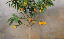 家庭院子能种金橘树吗？