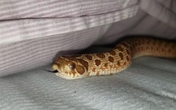 孩子出生的时候家里有一条小蛇在床上是什么现象？