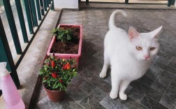 家门外来了只白猫能养吗？