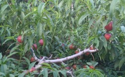 农村院子里种桃树可以拔掉吗没结果桃？