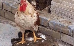 怎么才能证明我家的鸡是我家的？