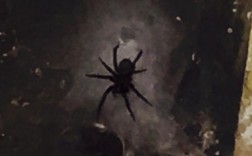 房间里出现一只黑色的大蜘蛛怎么办啊，我最怕蜘蛛了，我准备睡觉了，可是看见他在墙上不敢睡觉，怕半夜爬？