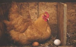 梦见家里鸡下了一个蛋：解梦知识与预示意义