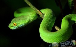 解梦知识：梦到家里有绿色的蛇