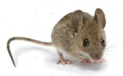 老鼠对人类有什么好处？
