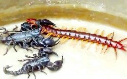 帝王蝎和蜈蚣哪个好养？