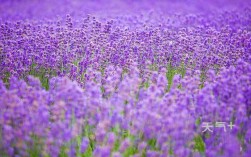 紫色花代表什么意思？（熏衣草含义）